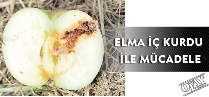 ELMA İÇ KURDU İLE MÜCADELE