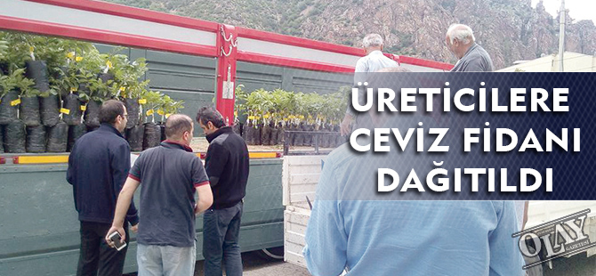 ÜRETİCİLERE CEVİZ FİDANI DAĞITILDI