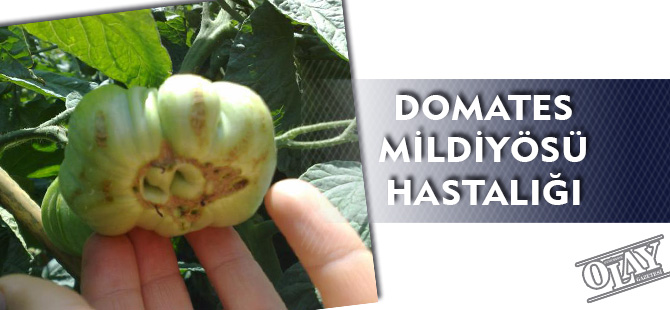 DOMATES MİLDİYÖSÜ HASTALIĞI