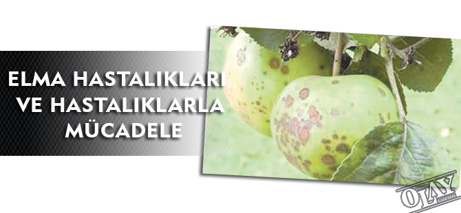 ELMA HASTALIKLARI VE HASTALIKLARLA MÜCADELE