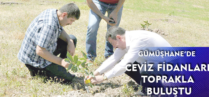 GÜMÜŞHANE’DE CEVİZ FİDANLARI TOPRAKLA BULUŞTU