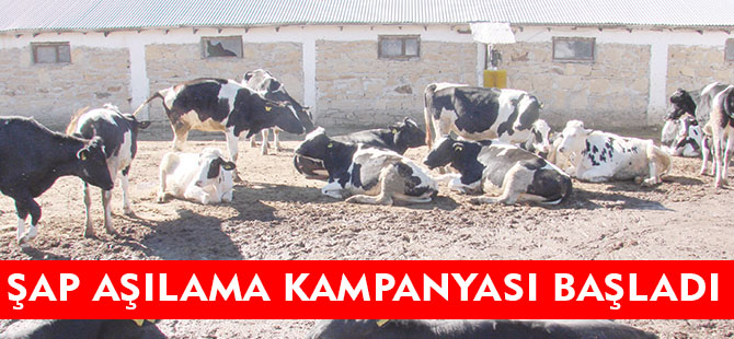 ŞAP AŞILAMA KAMPANYASI BAŞLADI