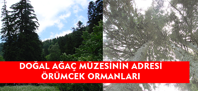 DOĞAL AĞAÇ MÜZESİNİN ADRESİ ÖRÜMCEK ORMANLARI