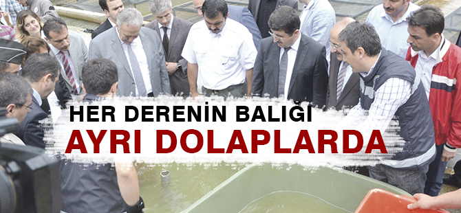 HER DERENİN BALIĞI AYRI DOLAPLARDA