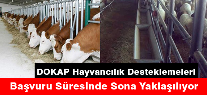 DOKAP Hayvancılık Desteklemeleri Başvuru Süresinde Sona Yaklaşılıyor