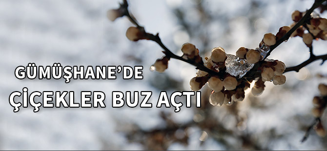 GÜMÜŞHANE’DE ÇİÇEKLER BUZ AÇTI