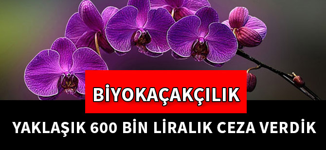 YAKLAŞIK 600 BİN LİRALIK CEZA VERDİK