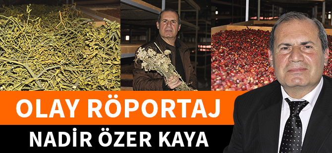 OLAY RÖPORTAJ: NADİR ÖZER KAYA