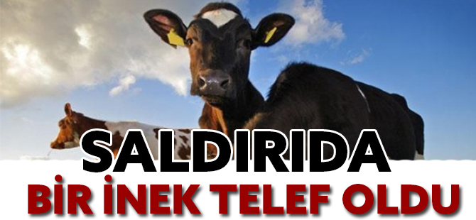 SALDIRIDA BİR İNEK TELEF OLDU