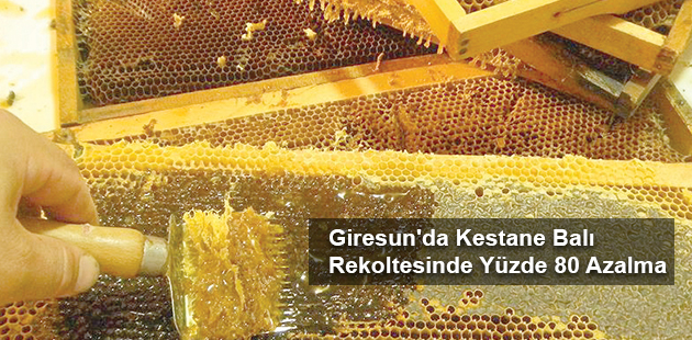 Giresun'da Kestane Balı Rekoltesinde Yüzde 80 Azalma