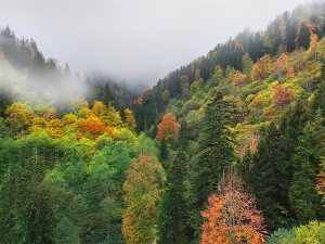 Doğu Karadeniz’e Büyük Destek