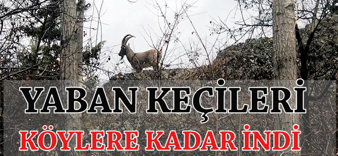 YABAN KEÇİLERİ KÖYLERE KADAR İNDİ