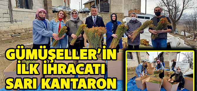 GÜMÜŞELLER’İN İLK İHRACATI SARI KANTARON OLDU