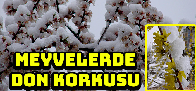 MEYVELERDE DON KORKUSU