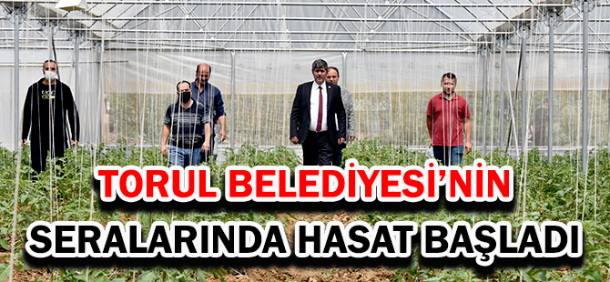 TORUL BELEDİYESİ’NİN SERALARINDA HASAT BAŞLADI