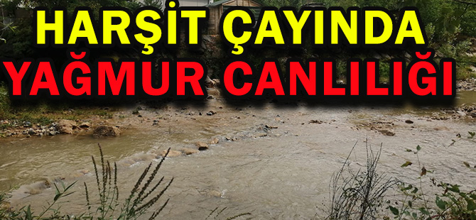 HARŞİT ÇAYINDA YAĞMUR CANLILIĞI