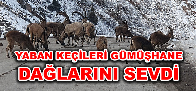 YABAN KEÇİLERİ GÜMÜŞHANE DAĞLARINI SEVDİ