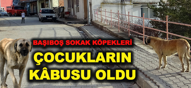 BAŞIBOŞ SOKAK KÖPEKLERİ  ÇOCUKLARIN KÂBUSU OLDU