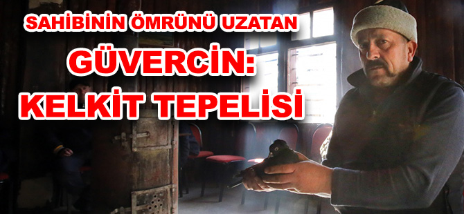 SAHİBİNİN ÖMRÜNÜ UZATAN GÜVERCİN: KELKİT TEPELİSİ