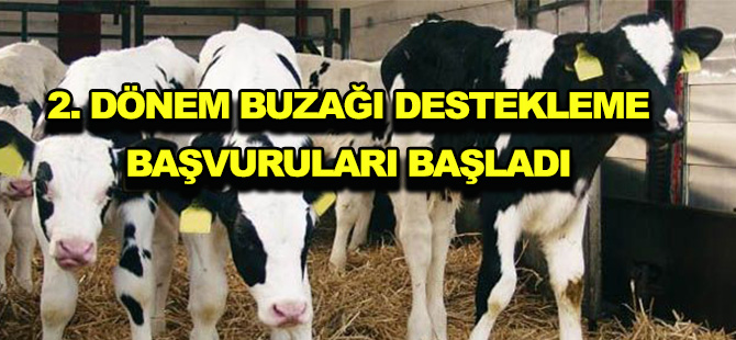 2. DÖNEM BUZAĞI DESTEKLEME BAŞVURULARI BAŞLADI