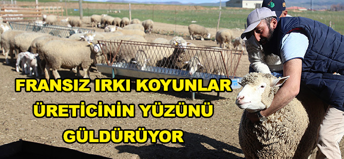 FRANSIZ IRKI KOYUNLAR ÜRETİCİNİN YÜZÜNÜ GÜLDÜRÜYOR