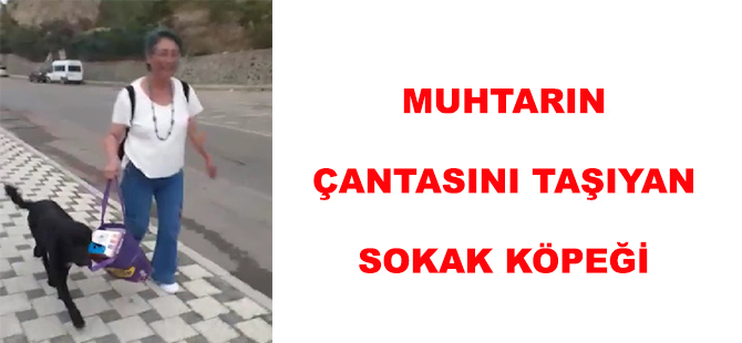 MUHTARIN ÇANTASINI TAŞIYAN SOKAK KÖPEĞİ GÜLÜMSETTİ