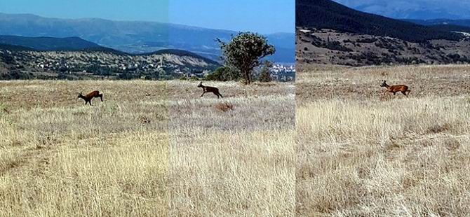 ŞİRAN’DA KARACA KAMERALARA TAKILDI