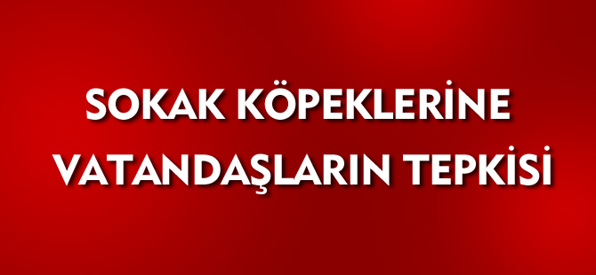 SOKAK KÖPEKLERİNE VATANDAŞLARIN TEPKİSİ