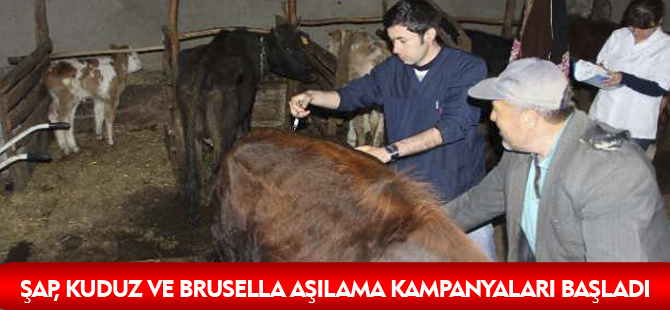 ŞAP, KUDUZ VE BRUSELLA AŞILAMA KAMPANYALARI BAŞLADI