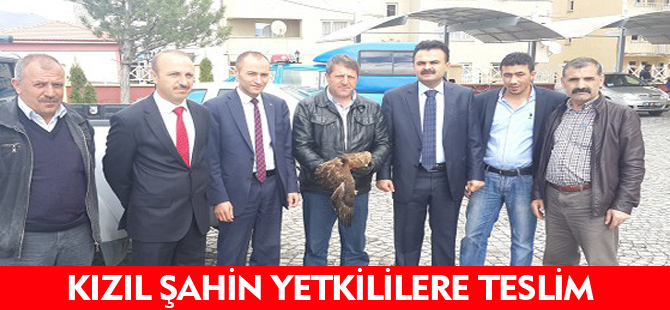 KIZIL ŞAHİN YETKİLİLERE TESLİM