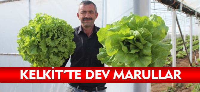 KELKİT'TE DEV MARULLAR