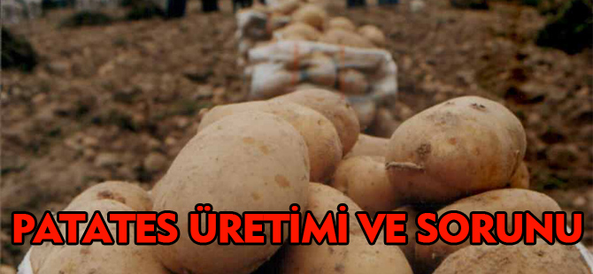 PATATES ÜRETİMİ VE SORUNLARI