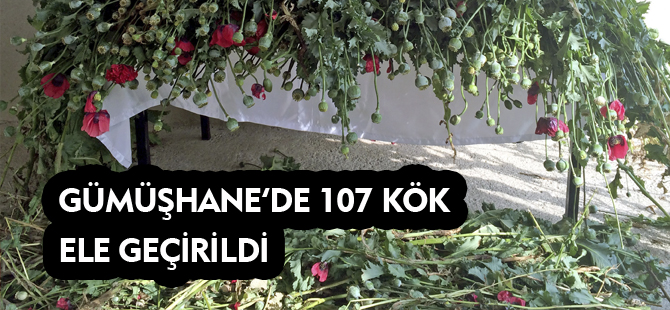 GÜMÜŞHANE'DE 107 KÖK ELE GEÇİRİLDİ