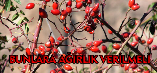 BUNLARA AĞIRLIK VERİLMELİ