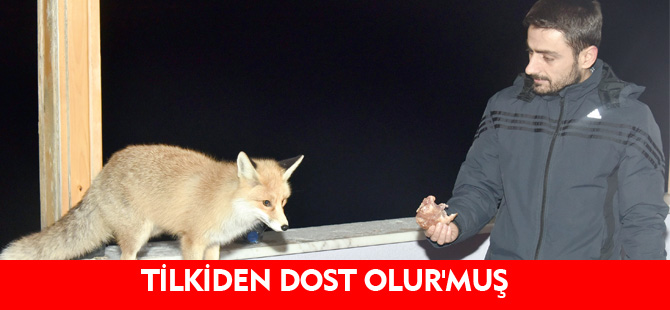 TİLKİDEN DOST OLUR'MUŞ