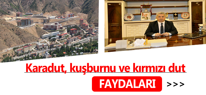 Karadut, kuşburnu ve kırmızı dut faydarı