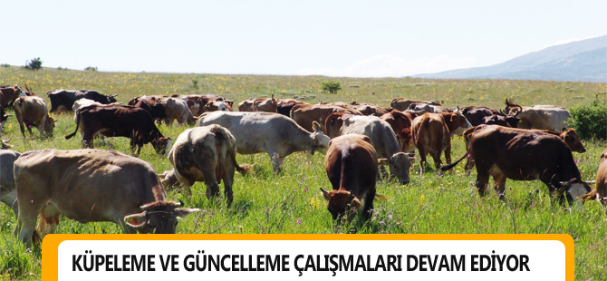 KÜPELEME VE GÜNCELLEME ÇALIŞMALARI DEVAM EDİYOR