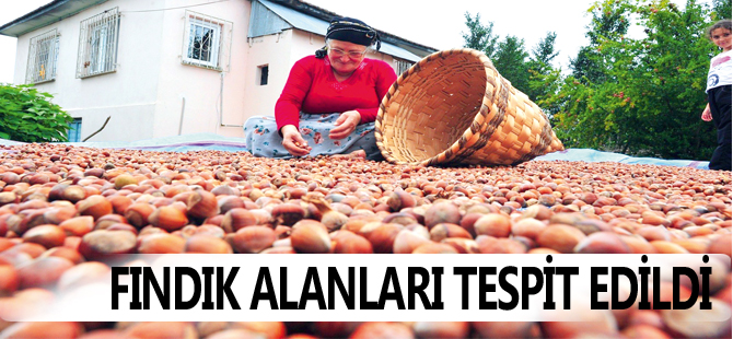 FINDIK ALANLARI TESPİT EDİLDİ