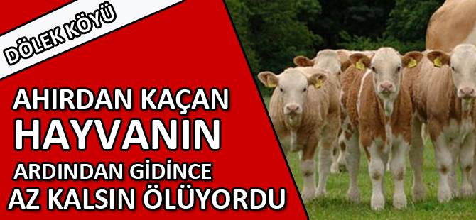 AHIRDAN KAÇAN HAYVANININ ARDINDAN GİDİNCE AZ KALSIN ÖLÜYORDU