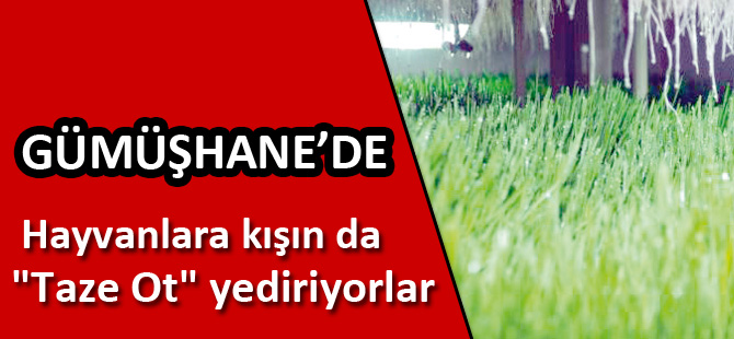 Hayvanlarına kışın da "taze ot" yediriyorlar