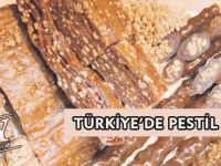 TÜRKİYE’DE PESTİL ÜRETİMİ