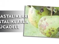 ELMA HASTALIKLARI VE HASTALIKLARLA MÜCADELE