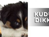 KUDUZA DİKKAT