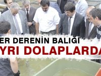 HER DERENİN BALIĞI AYRI DOLAPLARDA