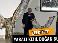 KELKİT’TE YARALI KIZIL DOĞAN BULUNDU