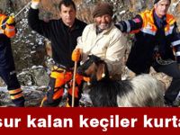 Mahsur kalan keçiler kurtarıldı