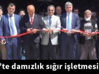 Kelkit’te damızlık sığır işletmesi açıldı