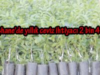 Gümüşhane'de yıllık ceviz ihtiyacı 2 bin 400 ton