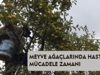 MEYVE AĞAÇLARINDA HASTALIKLARLA MÜCADELE ZAMANI