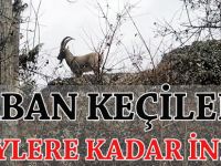 YABAN KEÇİLERİ KÖYLERE KADAR İNDİ